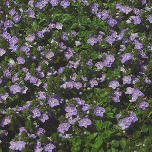Veronica x 'New Century'
