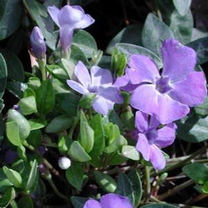 Vinca minor 'Bowles Cunningham'