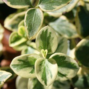 Vinca major 'Expoflora'