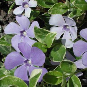 Vinca minor 'Sterling Silver'