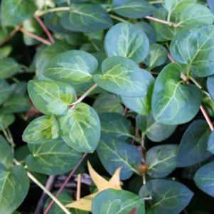 Vinca major 'Maculata'
