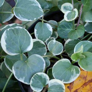 Vinca major 'Variegata'