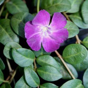 Vinca minor 'Atropurpurea'
