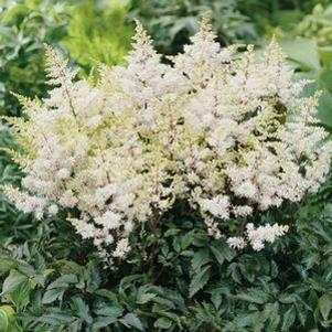 Astilbe  'Rock & Roll'