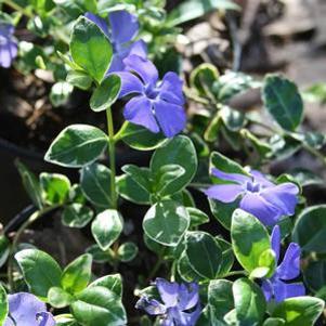 Vinca minor 'Ralph Shugert'