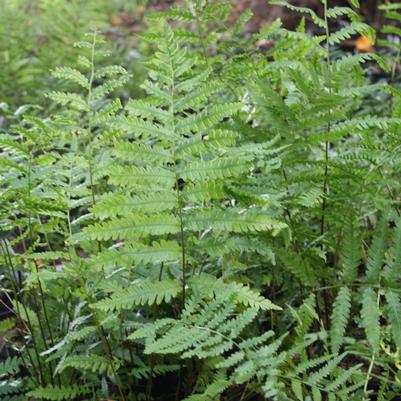 Woodwardia virginica