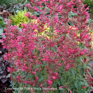 Agastache x 'Raspberry Summer'
