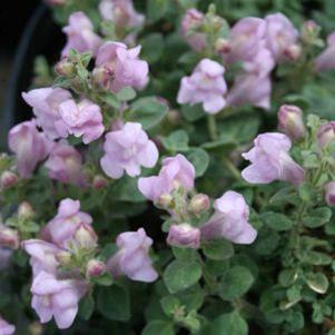 Antirrhinum hispanicum 'Roseum'
