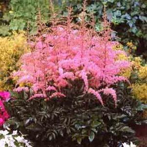 Astilbe arendsii 'Flamingo'