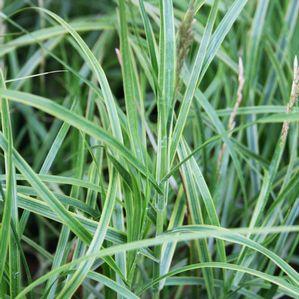 Carex muskingumensis 'Oehme'