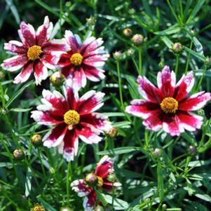 Coreopsis 'Ruby Frost'