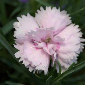 Dianthus pontederae 'Rachel'