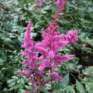 Astilbe chinensis 'Maggie Daley'