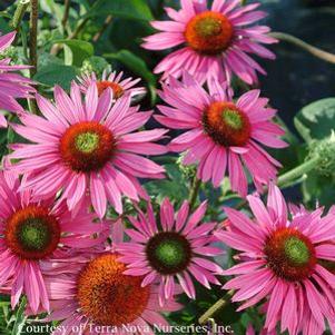 Echinacea purpurea 'Green Eyes'