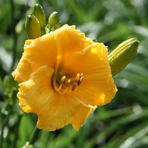 Hemerocallis 'Camden Gold Dollar'