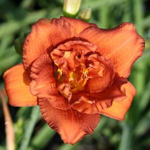 Hemerocallis 'Carpenter's Shavings'