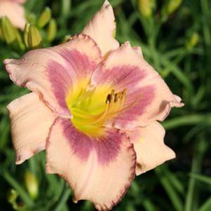 Hemerocallis 'Designer Gown'
