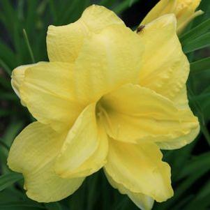 Hemerocallis 'Double Cutie'