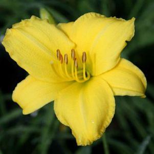 Hemerocallis 'Forsyth Lemon Drop'