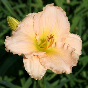 Hemerocallis 'Peachy Keen'