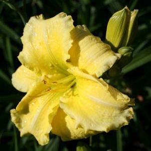 Hemerocallis 'Siloam Amazing Grace'