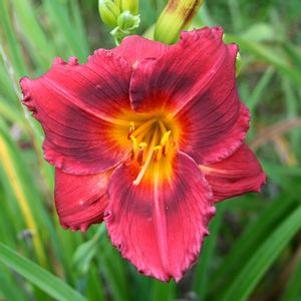 Hemerocallis 'Siloam Show Girl'