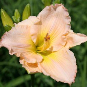 Hemerocallis 'Zenobia'