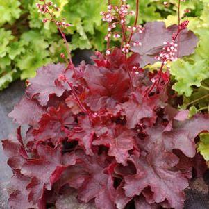 Heuchera x villosa 'Fire Chief'