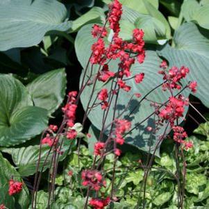 Heuchera x brizoides 'Firefly'