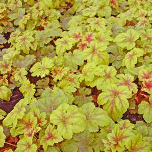 Heucherella x 'Golden Zebra'