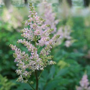 Astilbe japonica 'Lollipop'