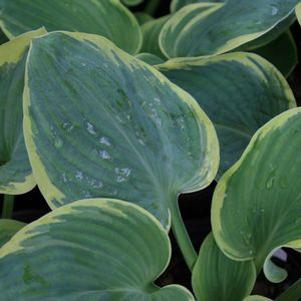 Hosta 'Robert Frost'