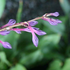 Hosta tibae