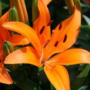 Lilium asiatica 'Orange Matrix'
