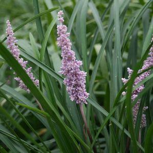 Liriope muscari 'Christmas Tree'
