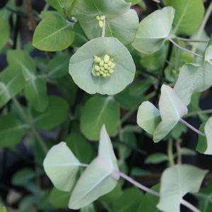 Lonicera reticulata 'Kintzley's Ghost'