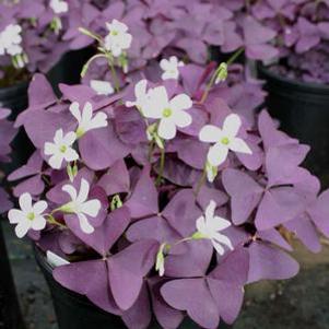 Oxalis regnellii 'Francis'
