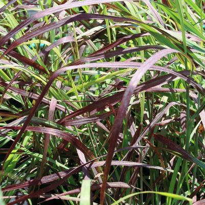 Panicum virgatum 'Ruby Ribbons'