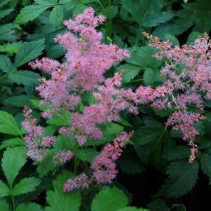 Astilbe x arendsii 'Jump & Jive'