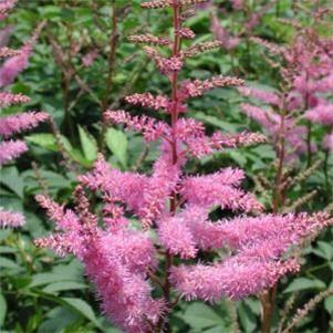 Astilbe x arendsii 'Amethyst'