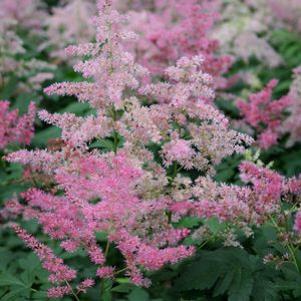 Astilbe x arendsii 'Cattleya'