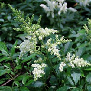 Astilbe x arendsii 'White Gloria'