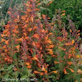 Agastache aurantiaca 'Tango'