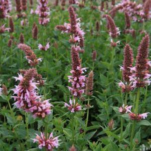 Agastache x 'Cotton Candy'