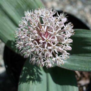 Allium karataviense