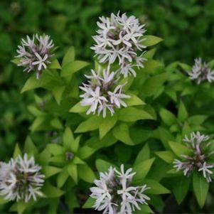 Amsonia tabernaemontana 'Short Stack'