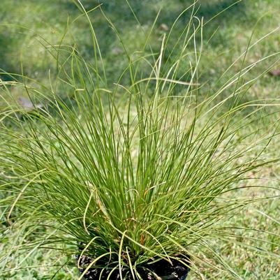 Carex flagellifera 'Kiwi'