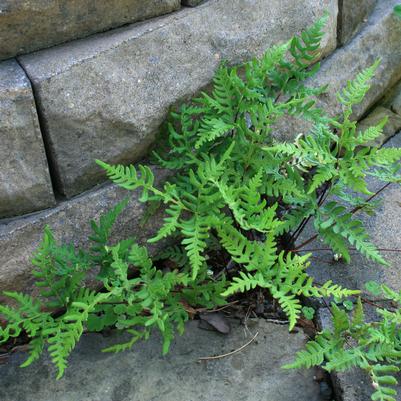 Cheilanthes argentea