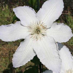 Clematis 'Gillian Blades'