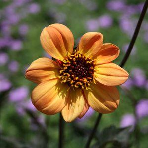Dahlia 'Amber Quartz'